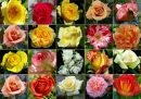 Assorted Roses